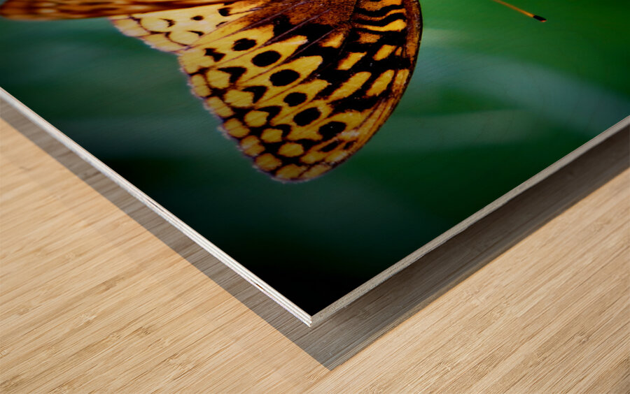 Butterfly On Thistle Impression sur bois