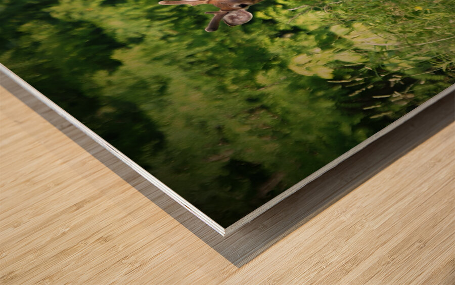 Velvet Buck Wood print