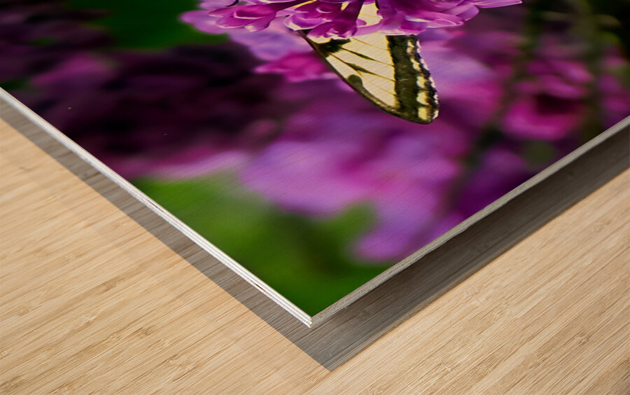 Swallowtail On Lilacs Impression sur bois