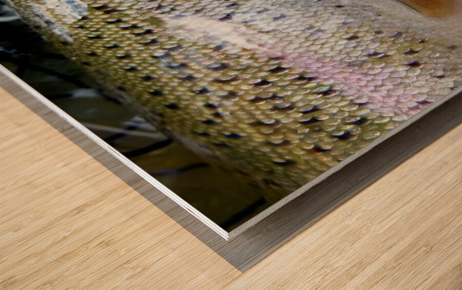 Trout Operculum Wood print