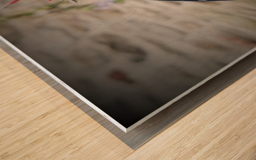 Monarch On Cardinal Flower Wood print