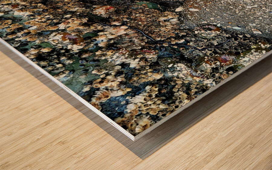 Tidal Pool 1 Wood print