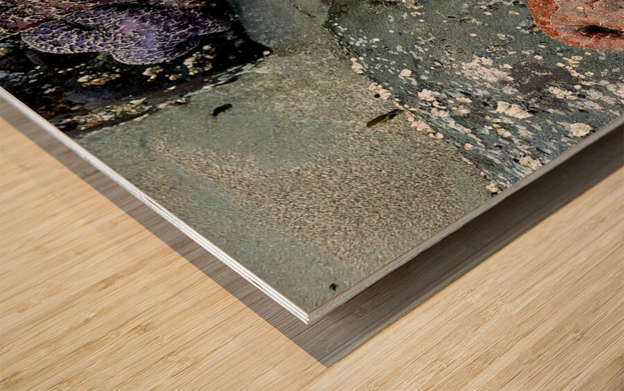 Tidal Pool 3 Wood print