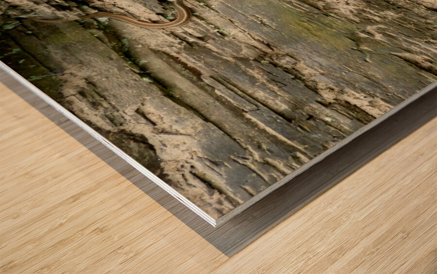 Beauty And Beast Wood print