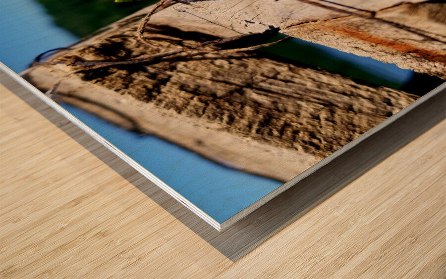 Emerging Dragonfly Wood print