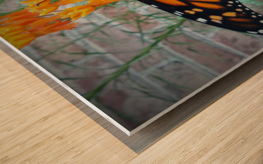 Monarch Female Wood print