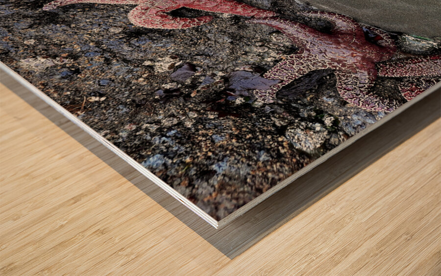 Tidal Pool 4 Wood print