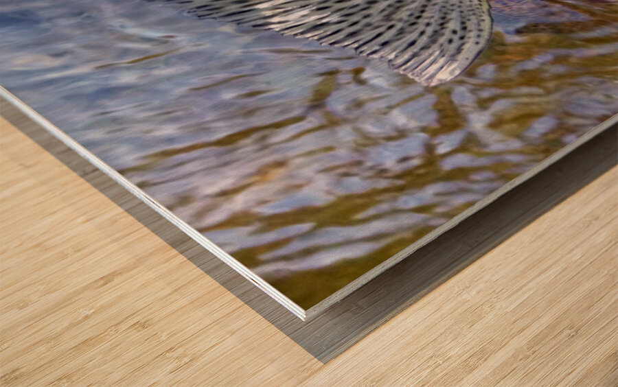 Trout Dorsal Fin Wood print