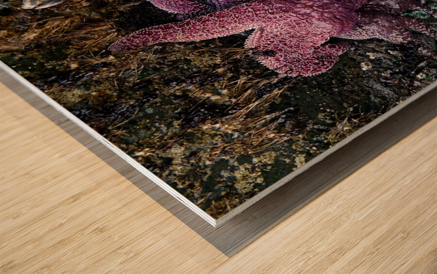 Tidal Pool 7 Wood print