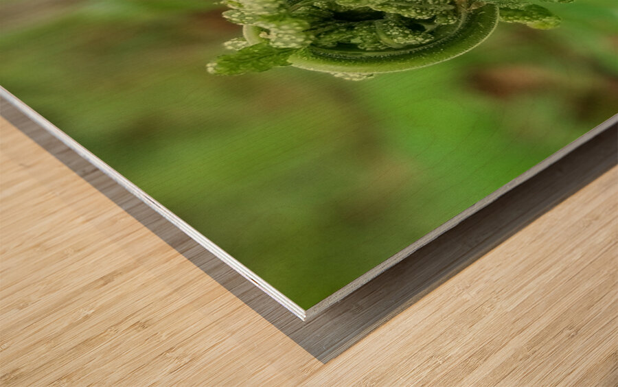 Fiddlehead 1 Wood print