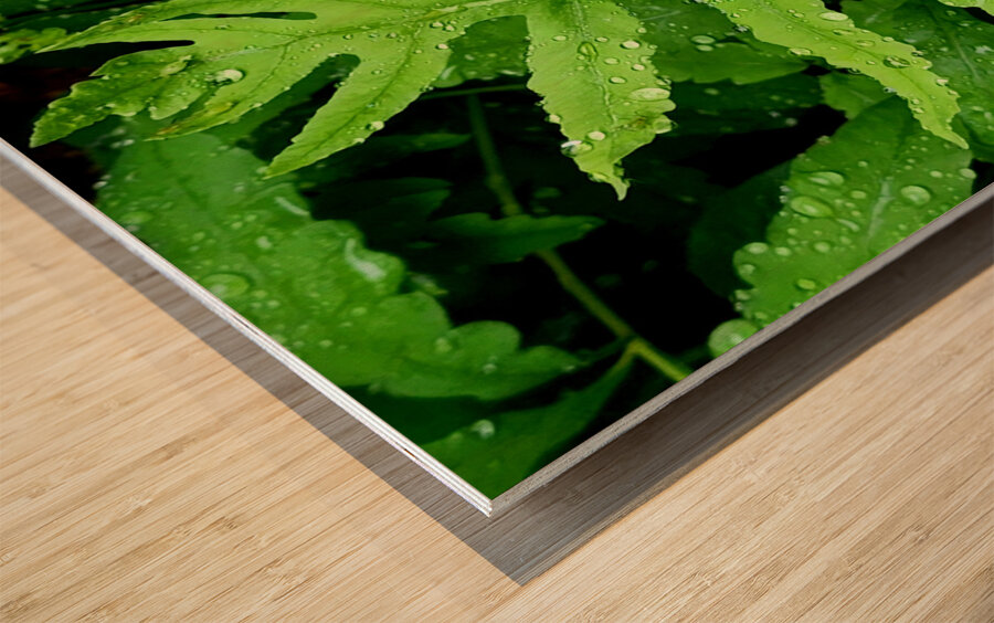 Sensitive Fern Wood print