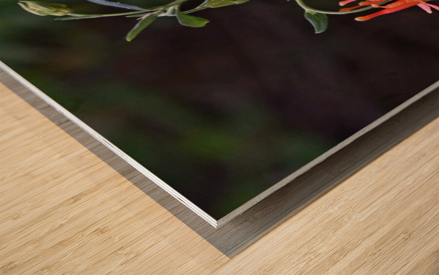 Columbine Wood print