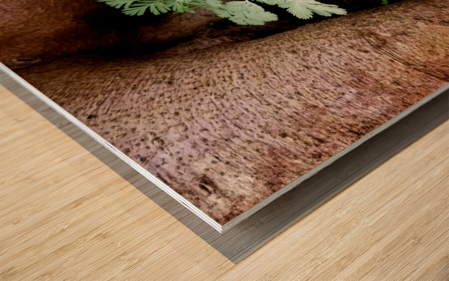 Dutchmans Breeches Wood print