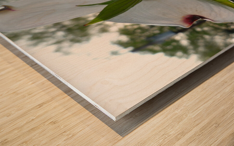 White Dogwood At Sunset Wood print