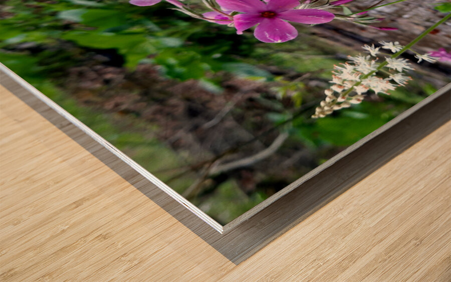 Creeping Phlox Streamside Wood print