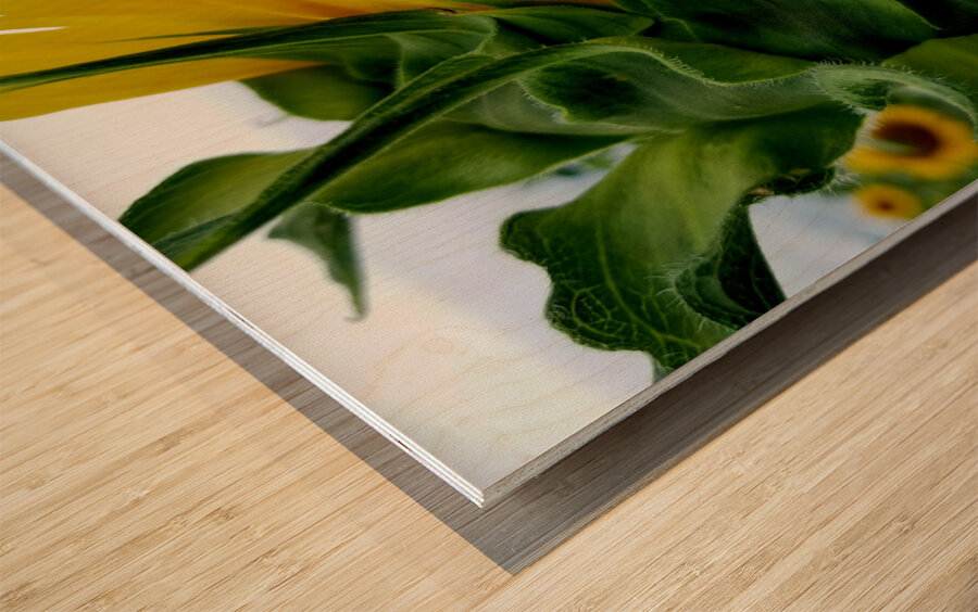 Sunflower Portrait Wood print