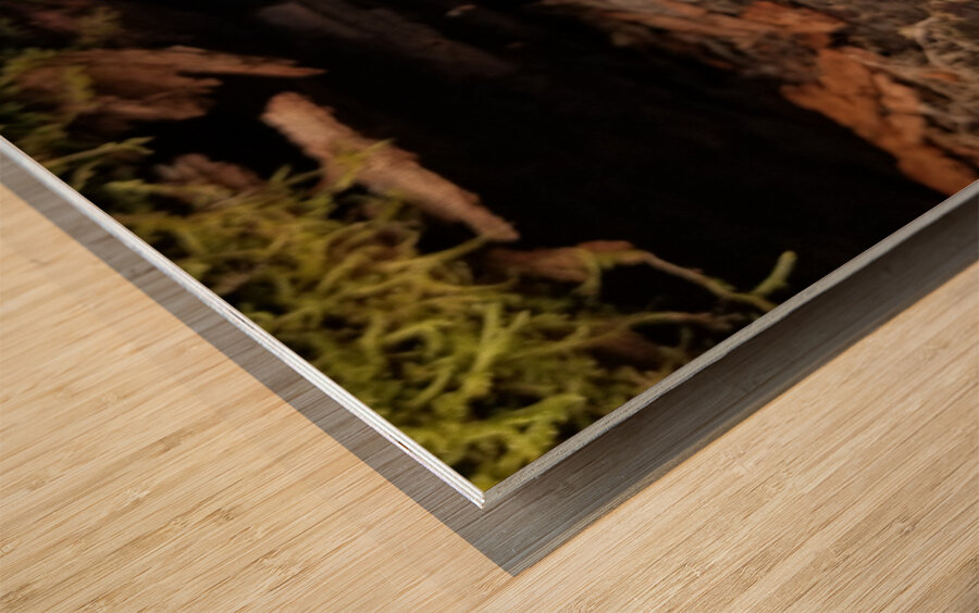 Spring Beauties Wood print