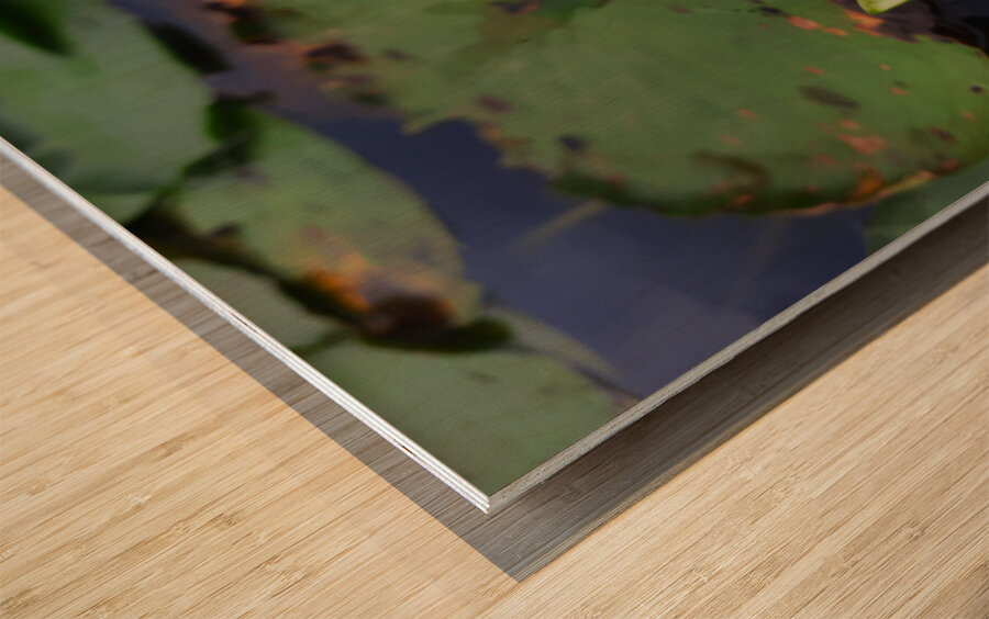 Water Lily Wood print