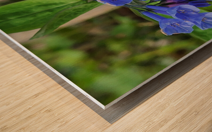 Virginia Bluebells Wood print