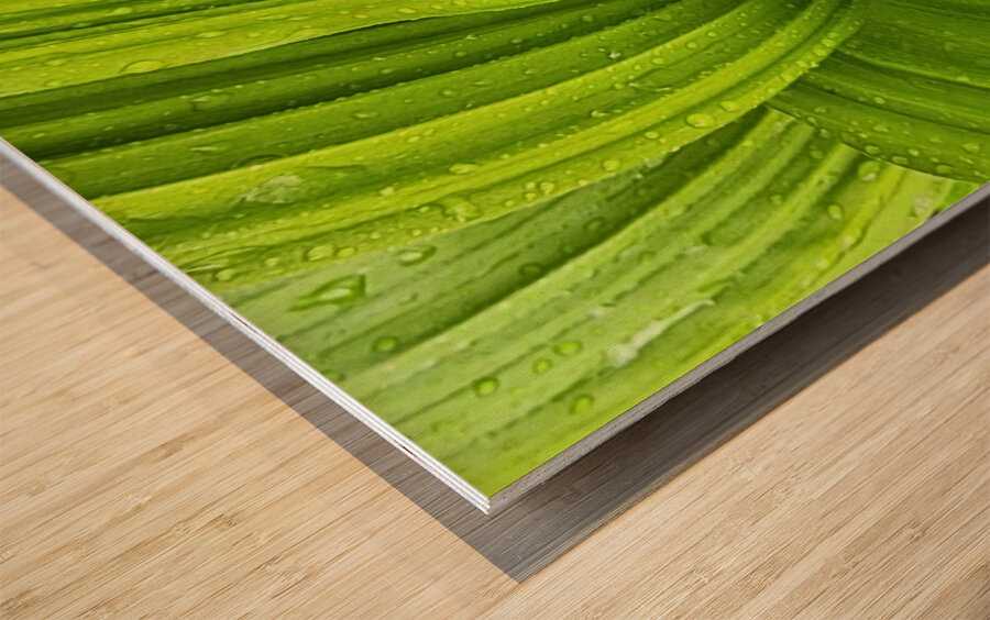 False Hellebore Wood print