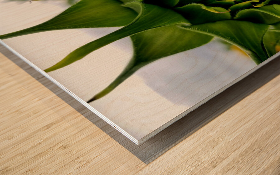Sunflower Bud Wood print