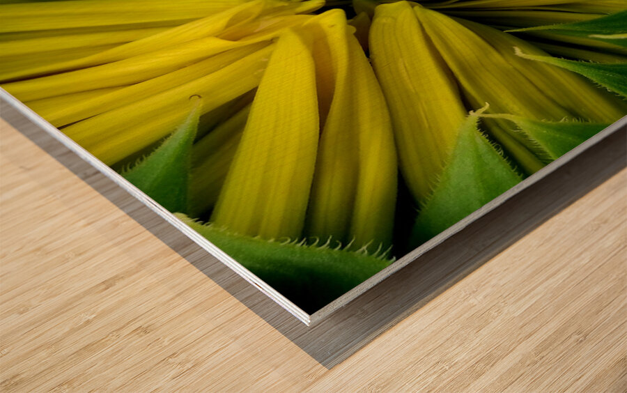 Sunflower Bud Wood print