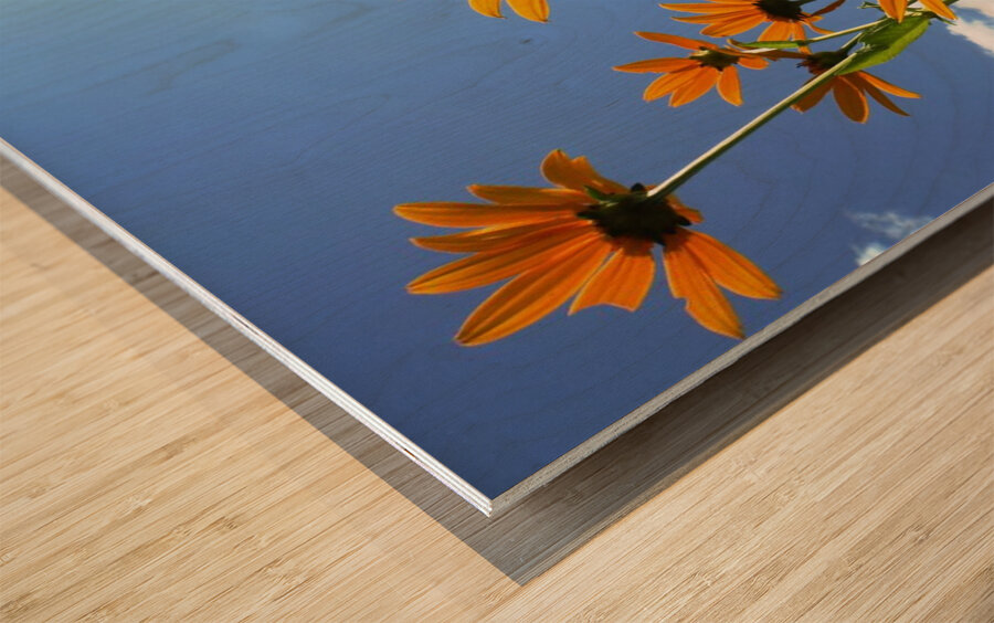 Helianthus Wood print