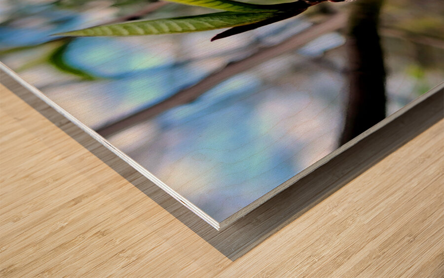 Paw Paw Flower Wood print