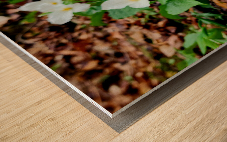 White Trillium Column Wood print