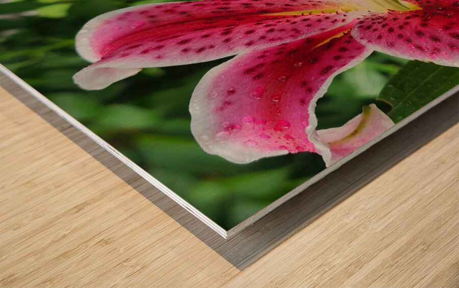 Stargazer Lily Wood print