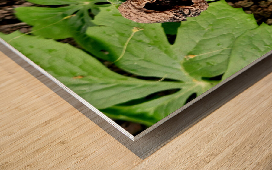 Walnut Head Wood print