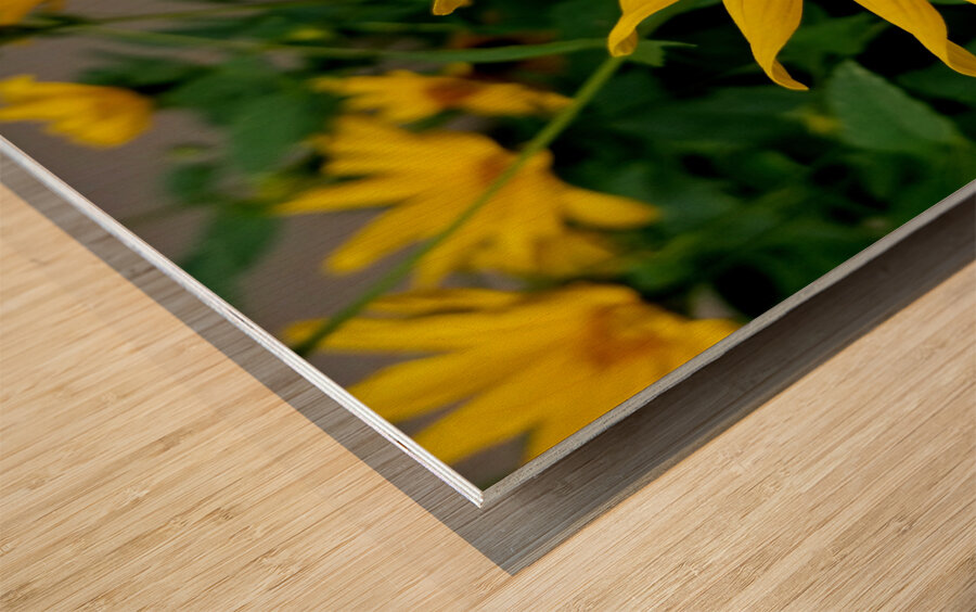 Bumblebee On Helianthus Wood print