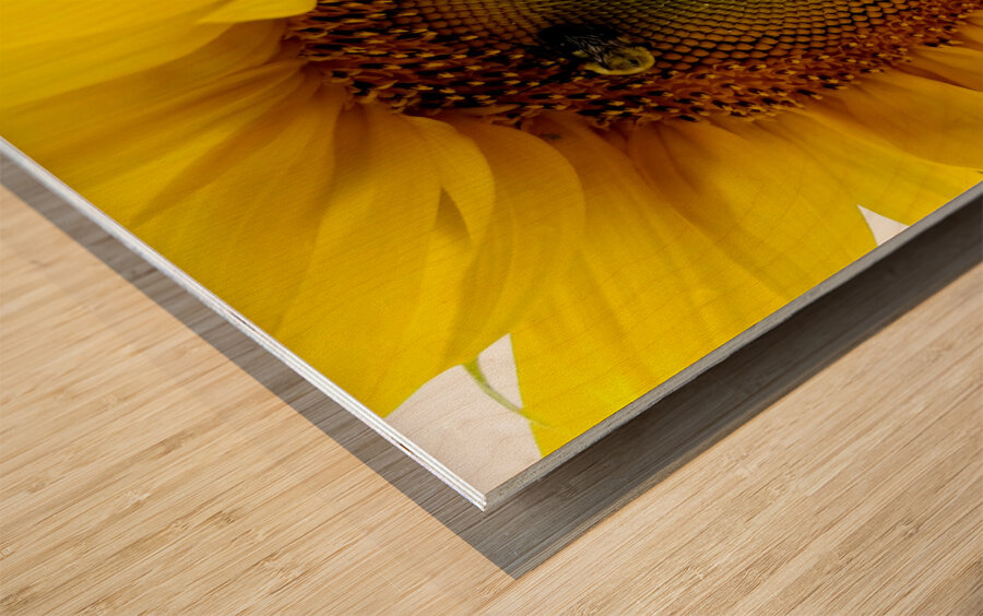 Sunflower Left Wood print
