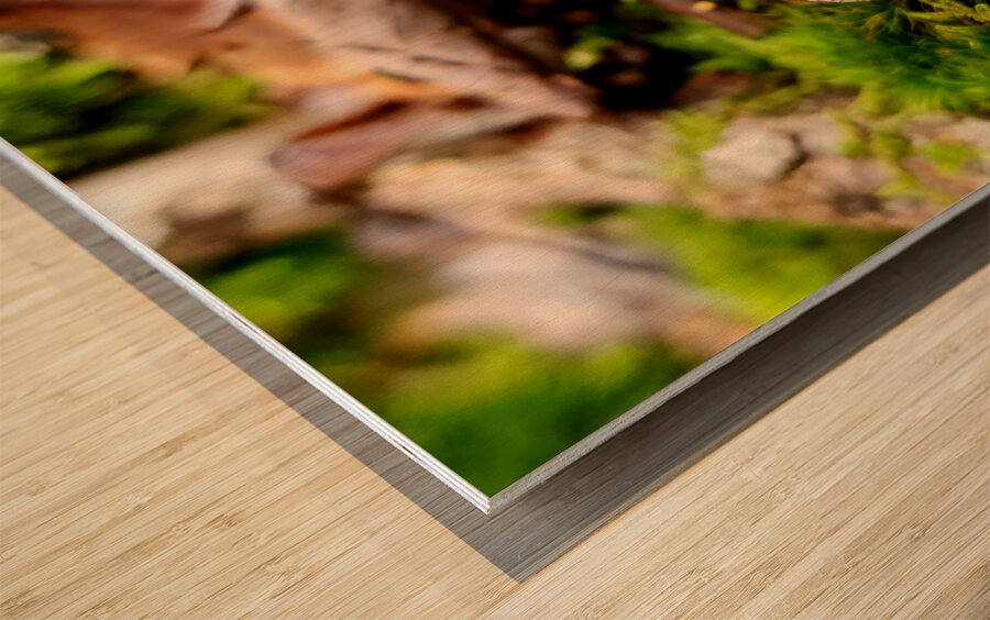 Snoring Fungus Wood print