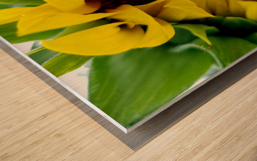 Sunflower Peek Impression sur bois