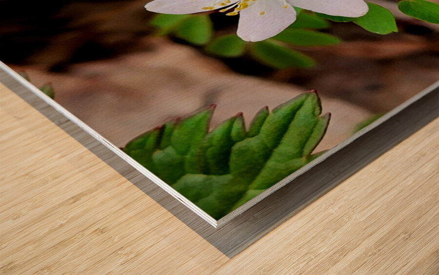 Rue Anemone Wood print