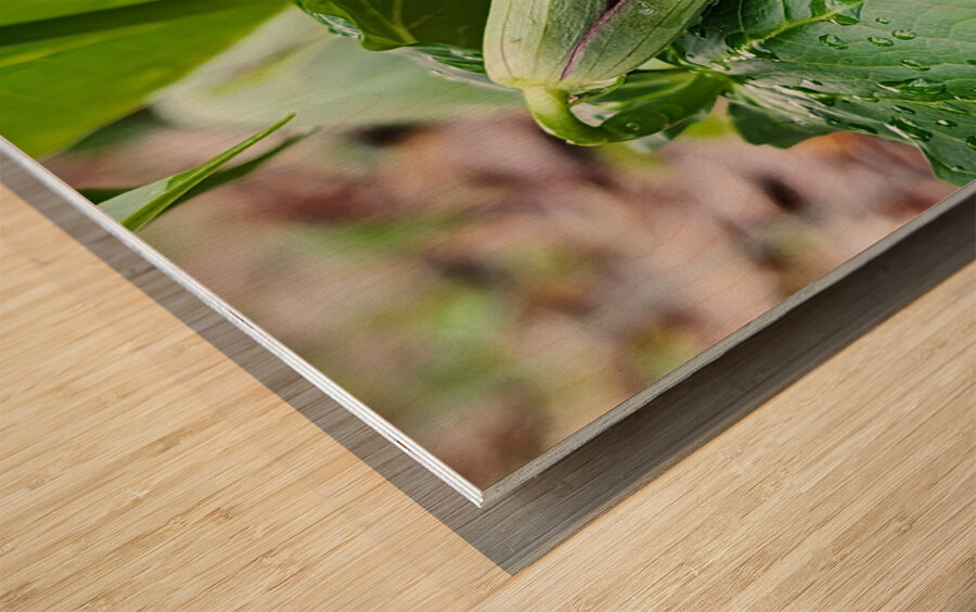 Red Trillium Bud Wood print