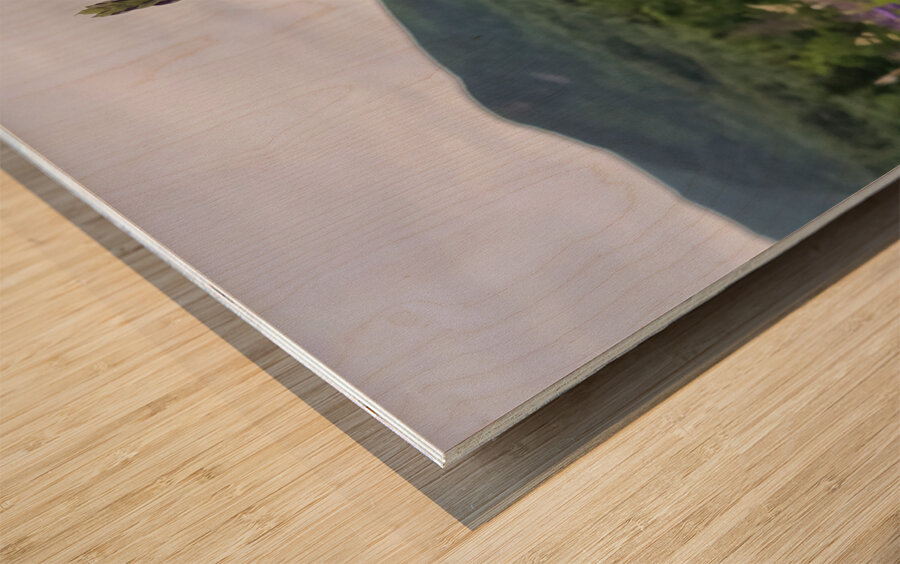 White Mountain Lupines Impression sur bois