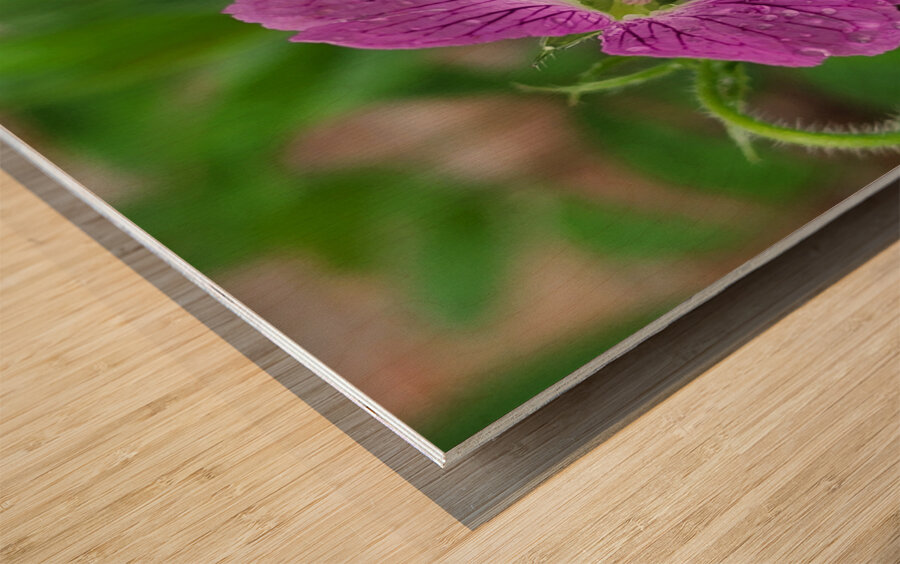 Wild Geranium Wood print