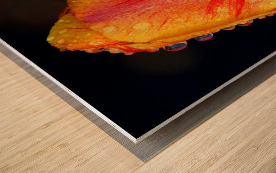 Stunning Tulip Wood print