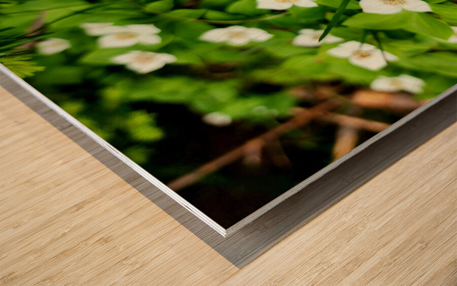 Bunchberry Wood print