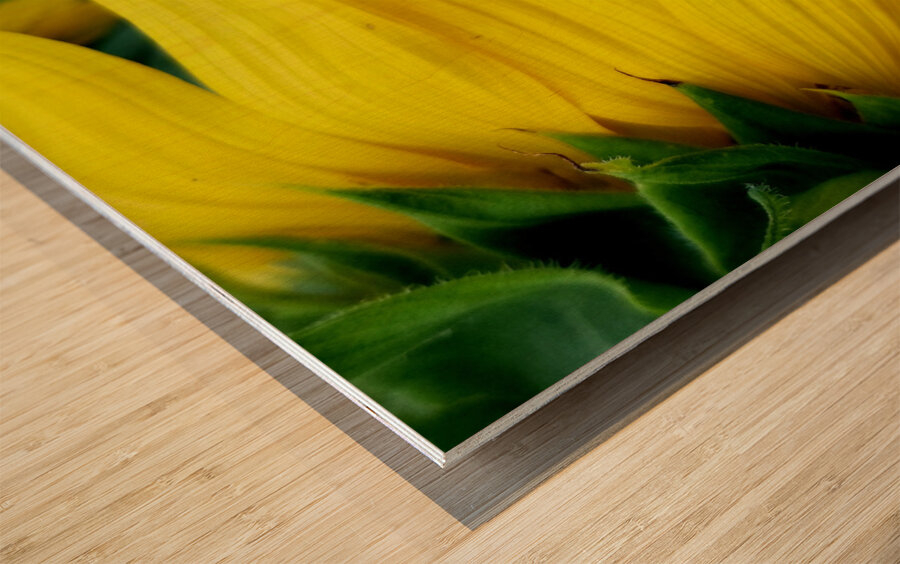 Sunflower Portrait 1 Impression sur bois