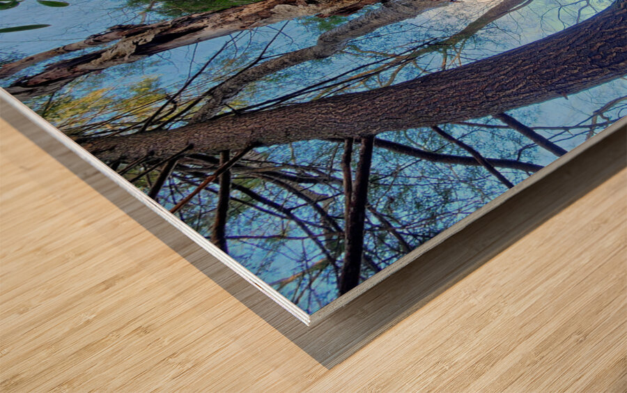 Muppet Tree 1 Wood print