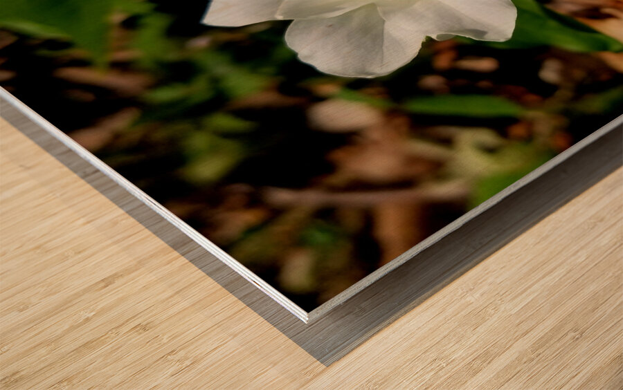 Double White Trillium Wood print