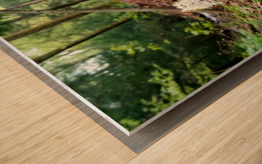 Foamflower Streamside Wood print