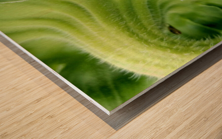 Sunflower Sepals Wood print