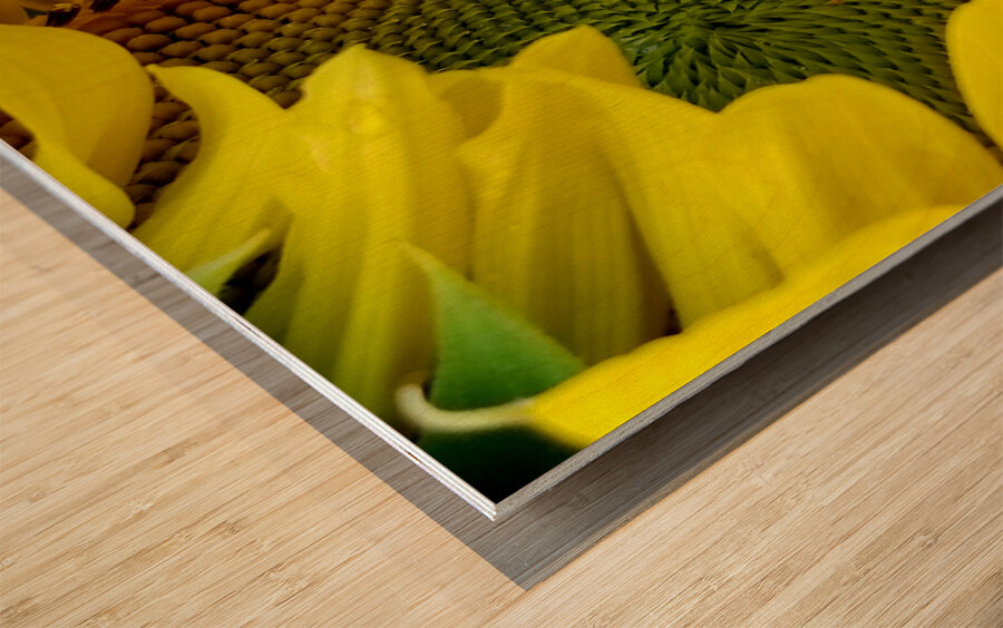 Sunflower Right Wood print