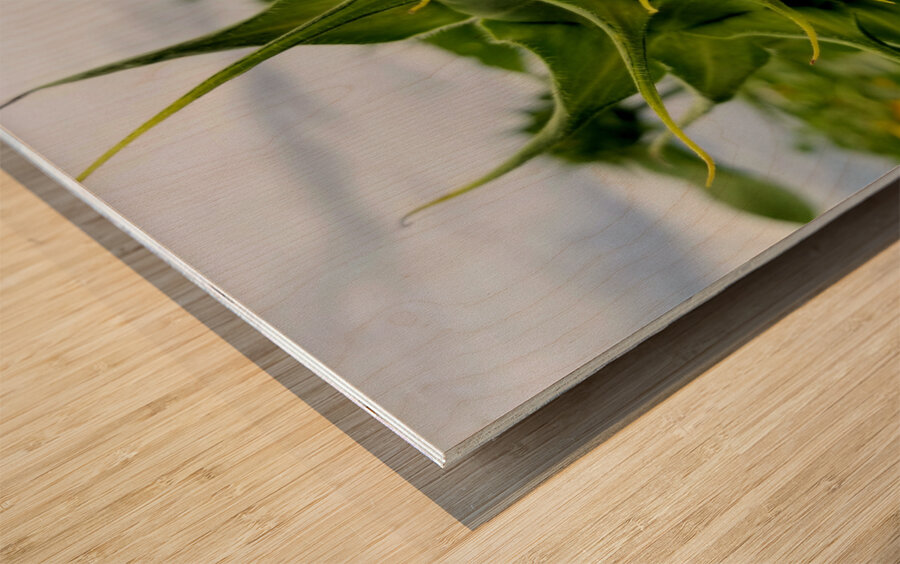 Sunflower Beak Wood print