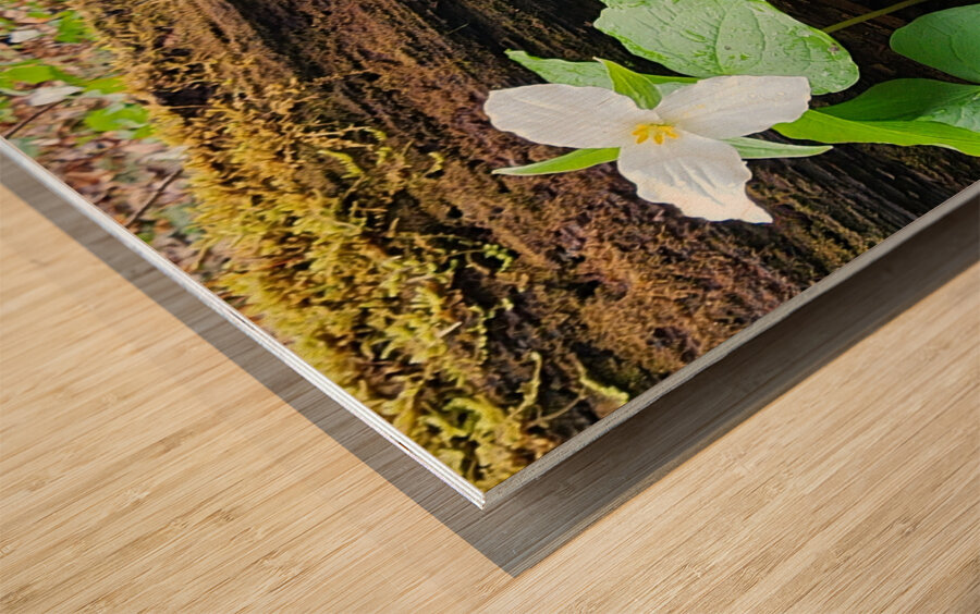 White Trillium Line Wood print