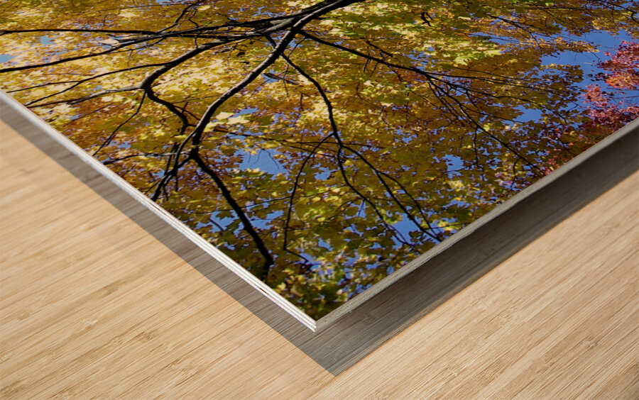 Golden Tree Horizontal Wood print